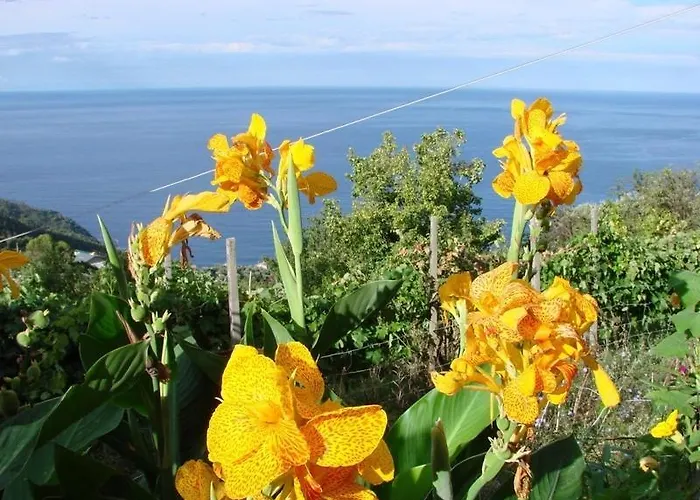 Reggimonti Cinque Terre Bonassola